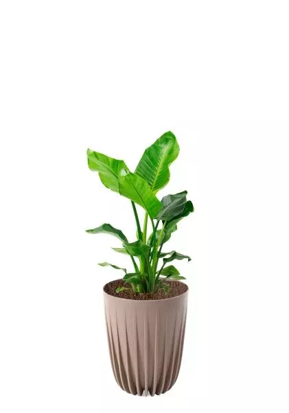 Стрелиция Николай 17/60 см в LAMELA MIRA ECO RECYCLED 250