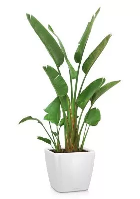 Стрелиция Николай в QUADRO 43, белый блестящий