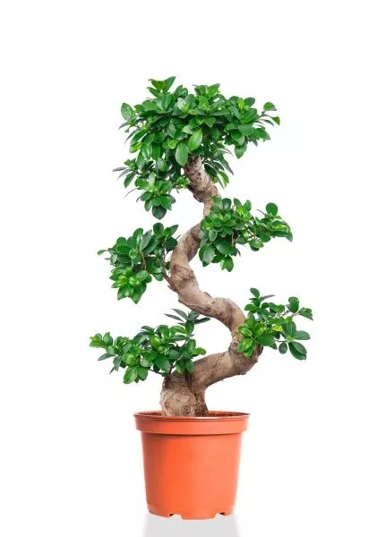 Фикус Микрокарпа Гинсенг 35/110 см