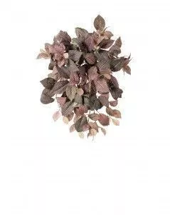 Фиттония Свит ампельная зелёно-розовая