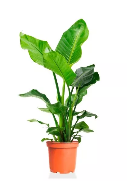 Стрелиция Николай 21/100 см