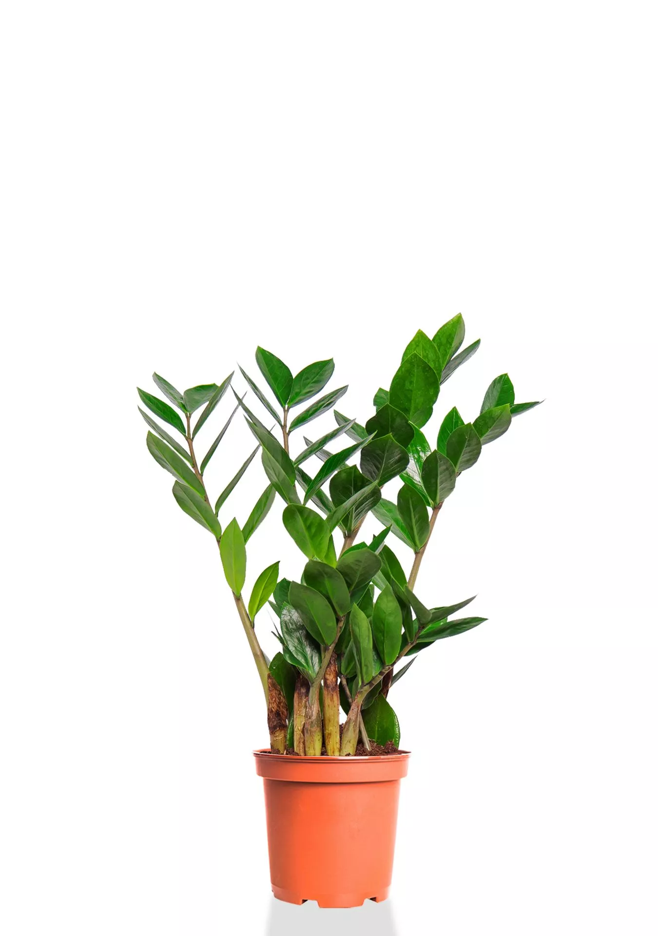 Замиокулькас 12/45 см