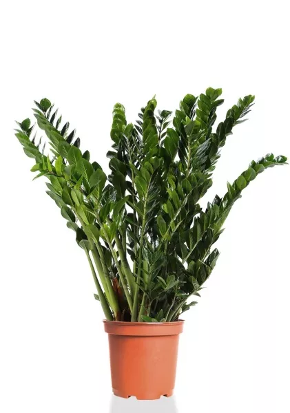 Замиокулькас Макси 30/100 см