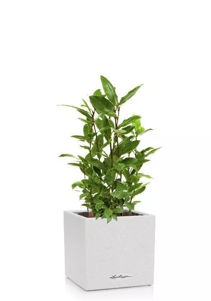 Лавр в CANTO STONE 14