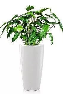 Филодендрон Ксанаду RONDO 32/110 см, белый блестящий