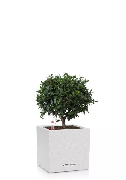 Мирт в CANTO STONE 14