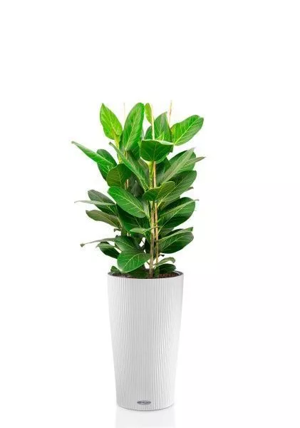 Фикус Бенгальский 3 ствола 27/90 см в CILINDRO 32