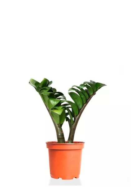 Замиокулькас Зензи 9/15 см