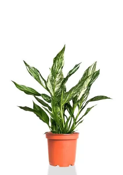 Спатифиллум вариегатный (без соцветий) 12/40 см