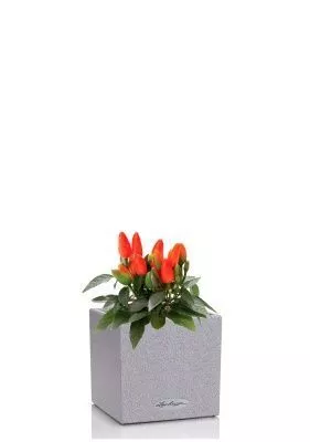 Капсикум микс 10/25 в CANTO STONE 14, серый камень