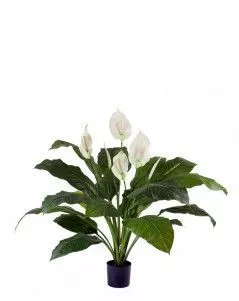 Спатифиллум Королевский