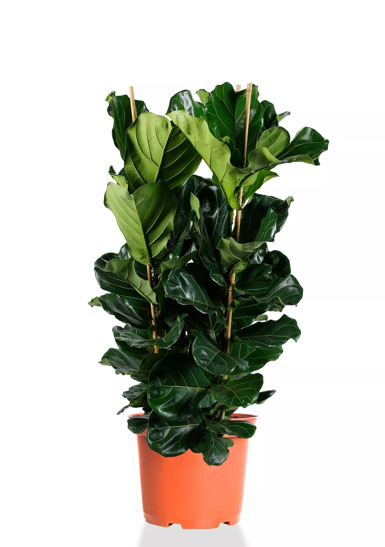 Фикус Лирата 3 ствола 34/140 см