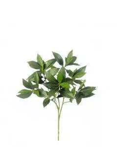 Ветка лавра