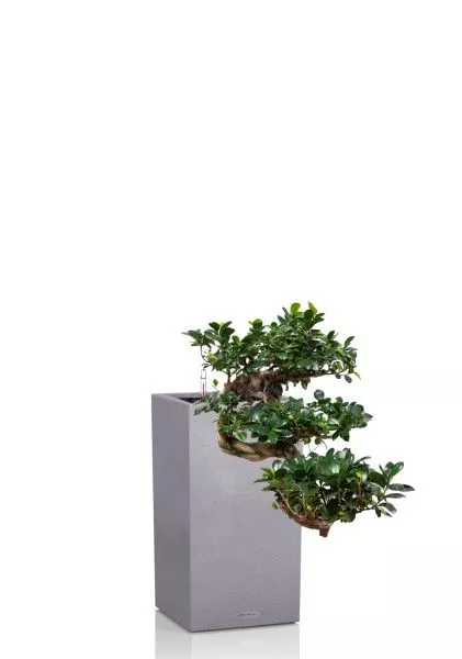 Фикус Микрокарпа Гинсенг каскад 30/70 см в CANTO STONE HIGH 30