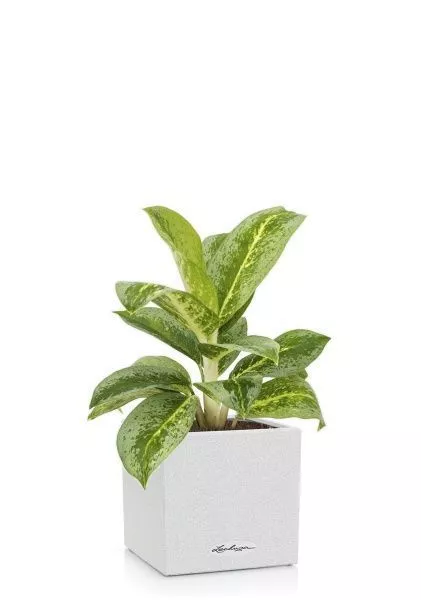 Аглаонема Лемон Минт в CANTO STONE 14