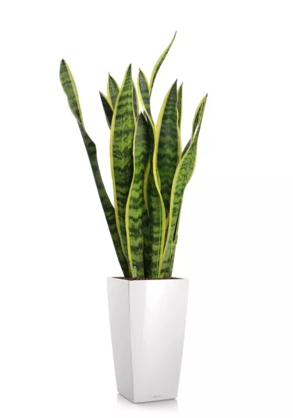 Сансевиерия Лауренти 17/60 см в CUBICO 22