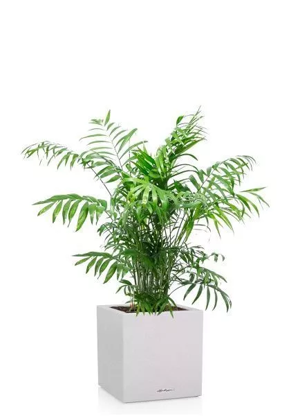 Хамедорея Элеганс 24/120 см в CANTO STONE LOW 30