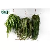 Рипсалис Epiphyllum Mix d21 см h50 см