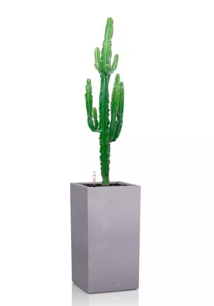 Эуфорбия 19/110 см в CANTO STONE HIGH 30