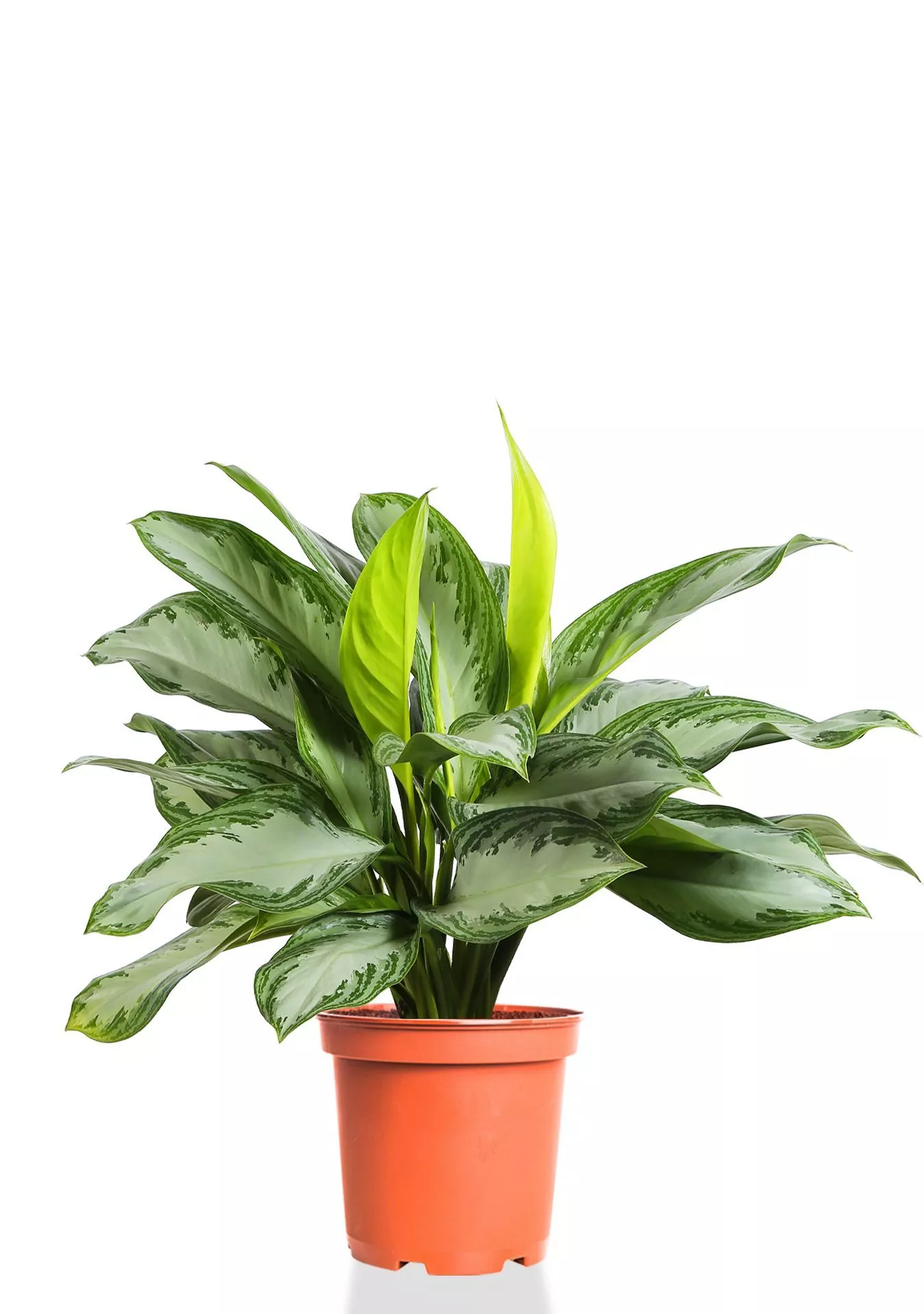 Аглаонема Сильвер Бей 24/65 см