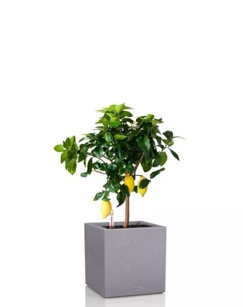 Цитрус Лимон 21/80 см в CANTO STONE LOW 30