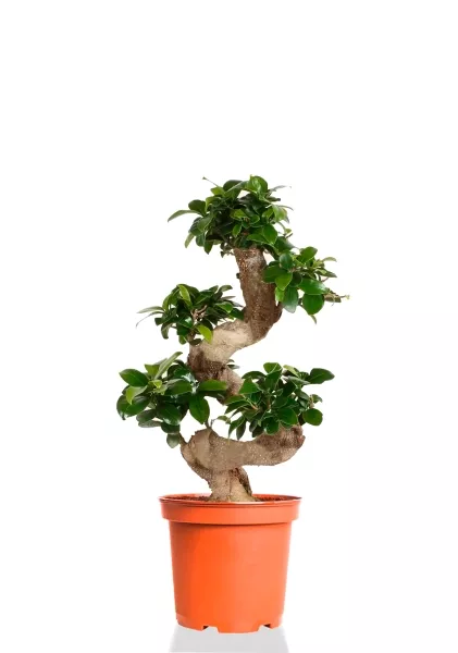 Бонсай Фикус Гинсенг 26/70 см