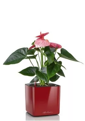 Антуриум розовый в CUBE GLOSSY 14, ярко-красный блестящий