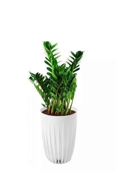 Замиокулькас 21/90 см в LAMELA MIRA tall 30