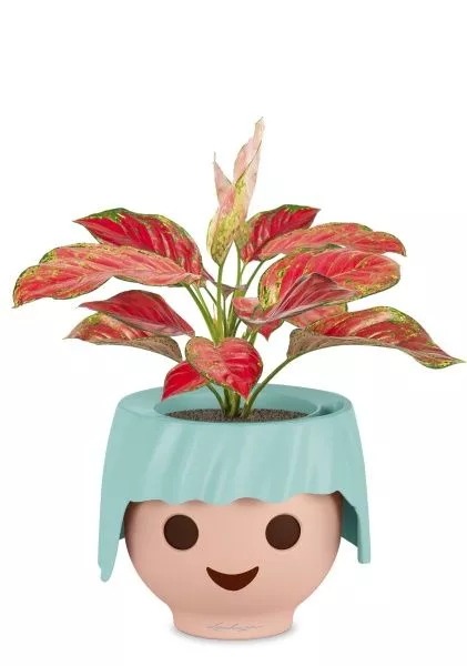 Аглаонема Корал Ред в OJO