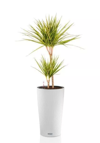 Драцена Маргината Санрей 2 ствола 17/70 см CILINDRO 23