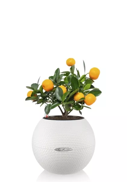 Цитрус Каламондин 12/30 см в PURO 20