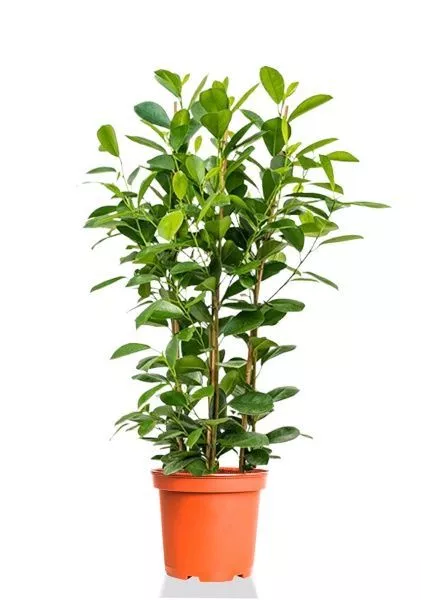 Фикус Моклейм 3 ствола 24/110 см