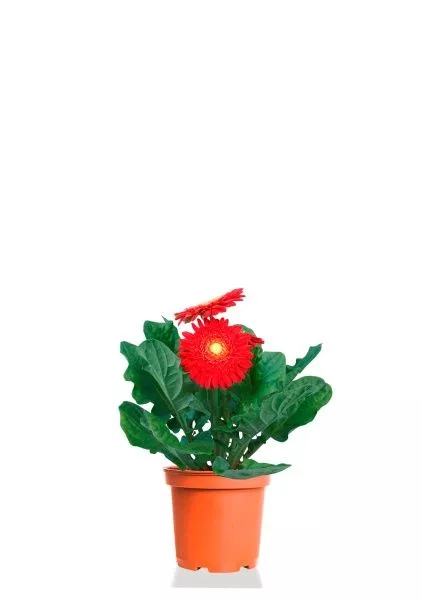 Гербера микс 12/20 см