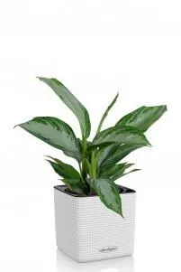 Аглаонема Сильвер Бей в CUBE COLOR 14