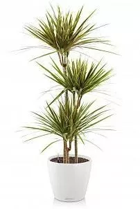 Драцена Маргината Биколор CLASSICO 35