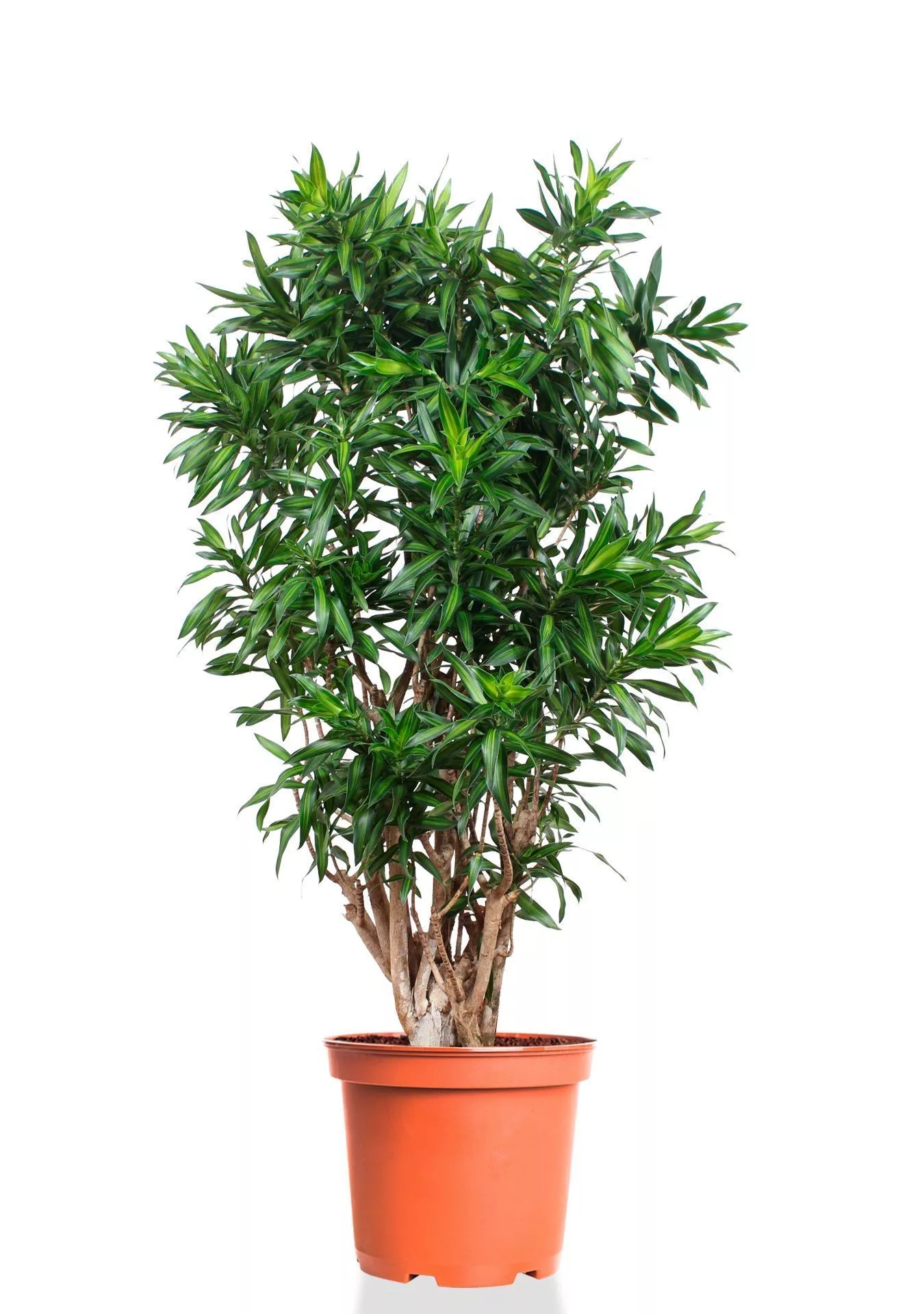 Драцена Песнь Ямайке 32/130 см