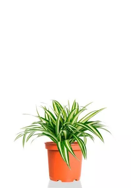 Хлорофитум Оушен 12/25 см