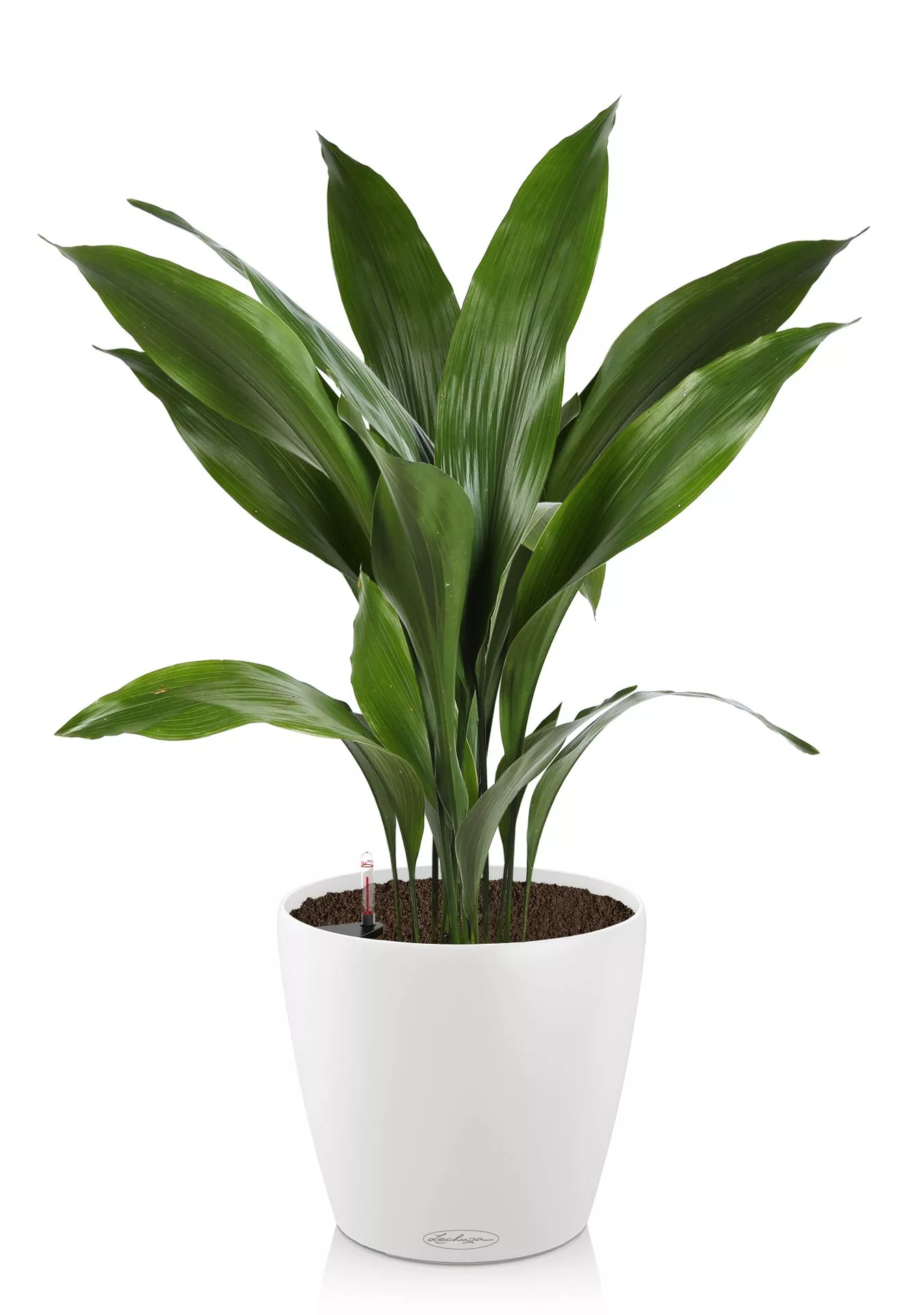 Аспидистра в CLASSICO Color 28