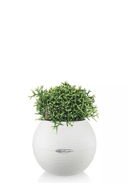 Рипсалис в PURO 20