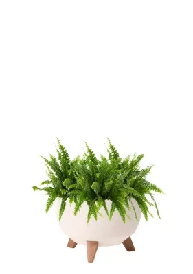 Папоротник Нефролепис Грин Леди 12/30 см НАБОР 3ШТ в миске ROMA ECO WOOD 240