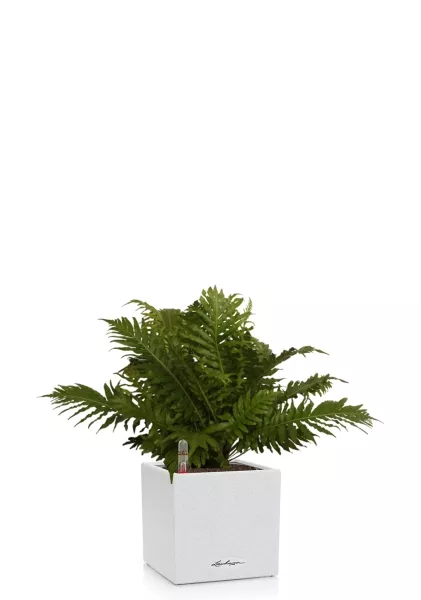 Блехнум 12/30 см в CANTO STONE 14