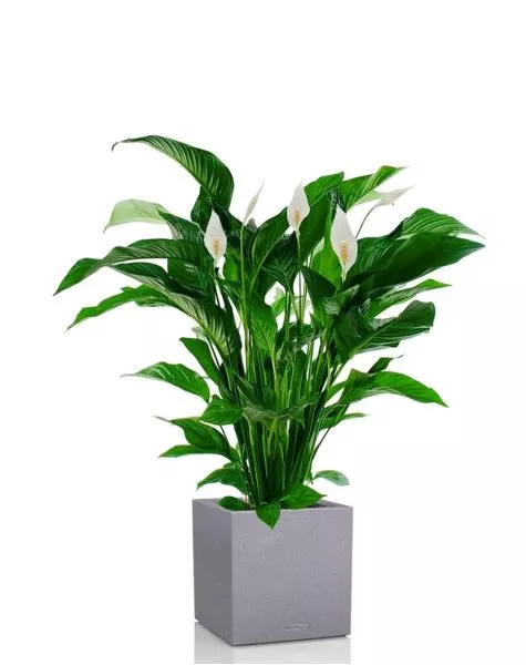 Спатифиллум Свит 24/110 см в CANTO STONE LOW 30