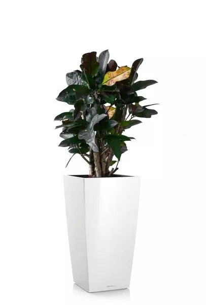 Кротон (Кодиеум) Вилма 17/70 см в CUBICO 22