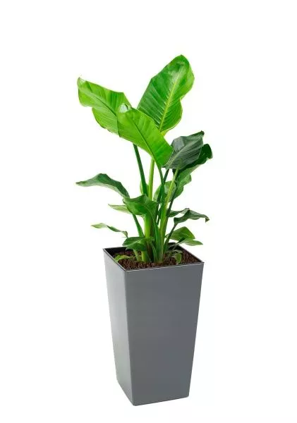 Стрелиция Николай 21/100 см в LAMELA Finezja 30x30