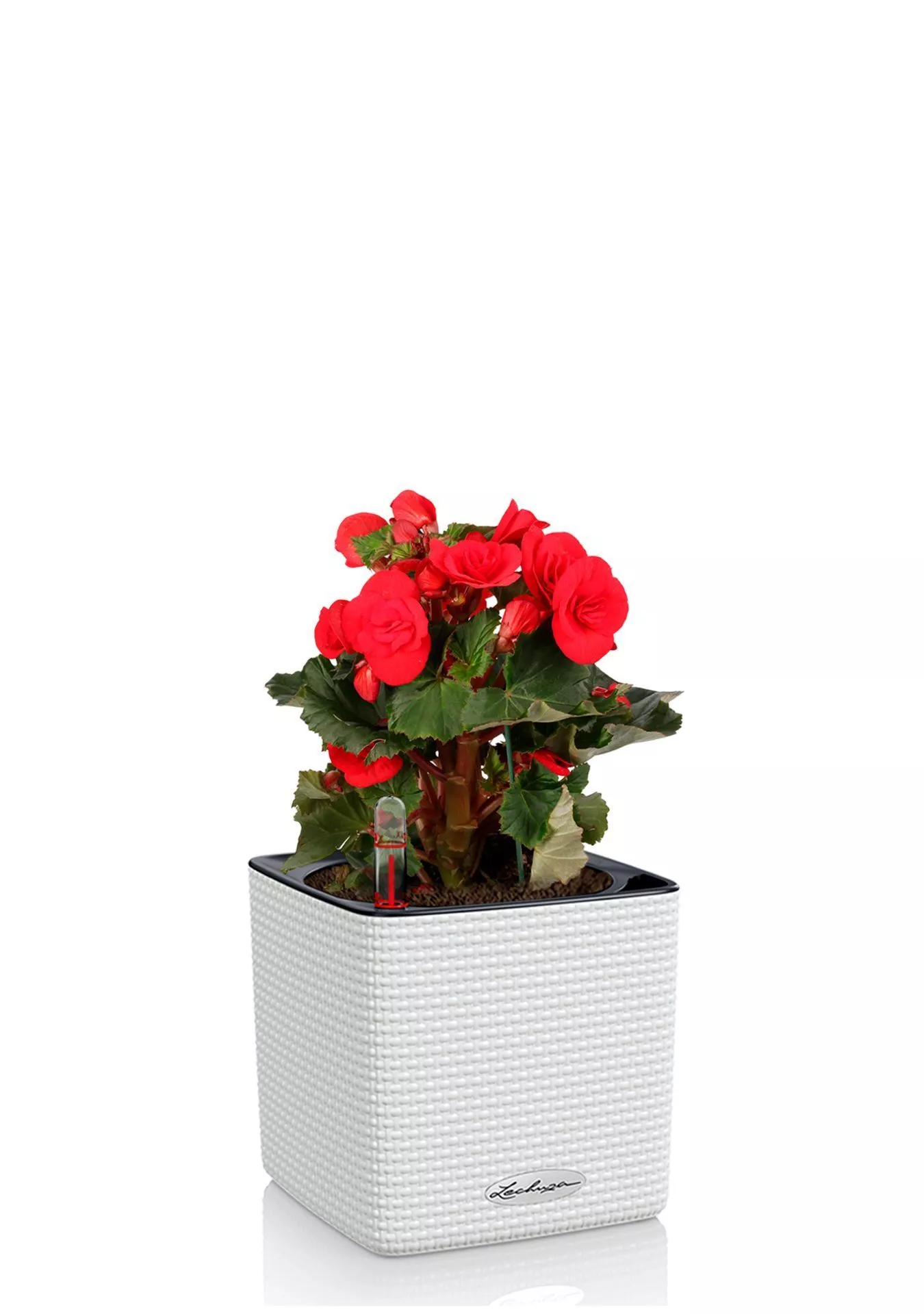 Бегония Бегония