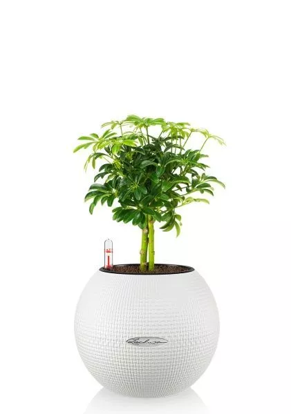 Шеффлера компакта на штамбе 12/40 см в PURO 20