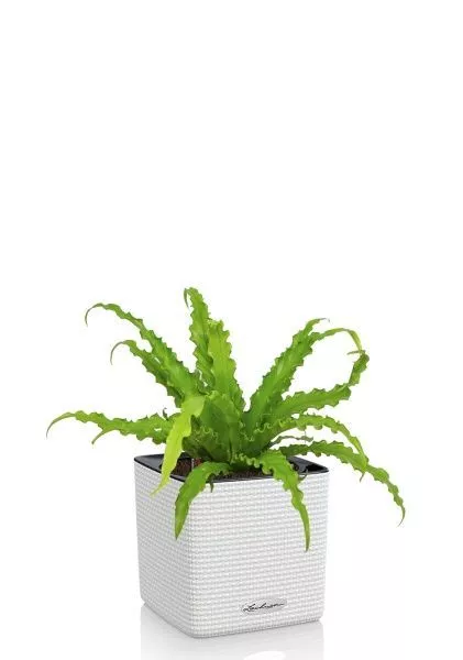 Асплениум Антикум Осака в CUBE COLOR 14