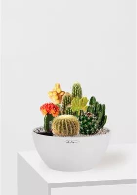 Композиция с кактусами CUBETO COLOR 30/25 см Песочный белый