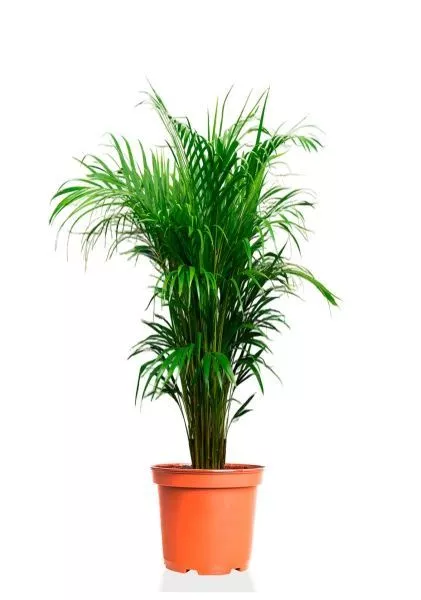 Хризалидокарпус 17/100 см