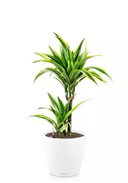 Драцена Лемон Лайм 2 ствола 17/65 см в CLASSICO COLOR 21